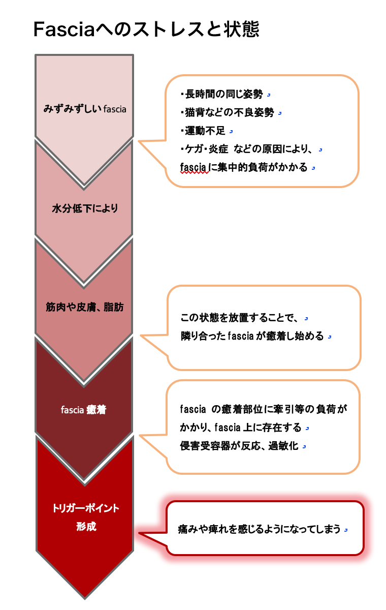 Fasciaへのストレスと状態