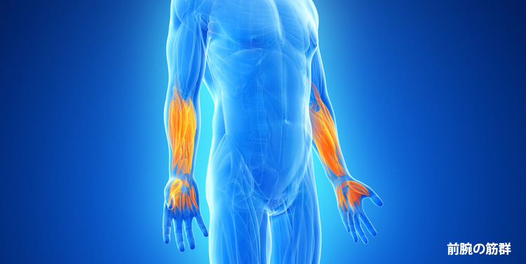 前腕の筋群 イメージ