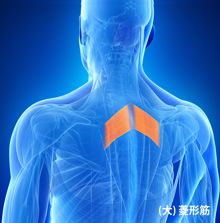 (大) 菱形筋 イメージ