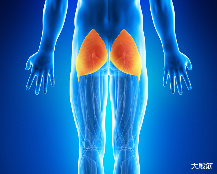 大殿筋 イメージ