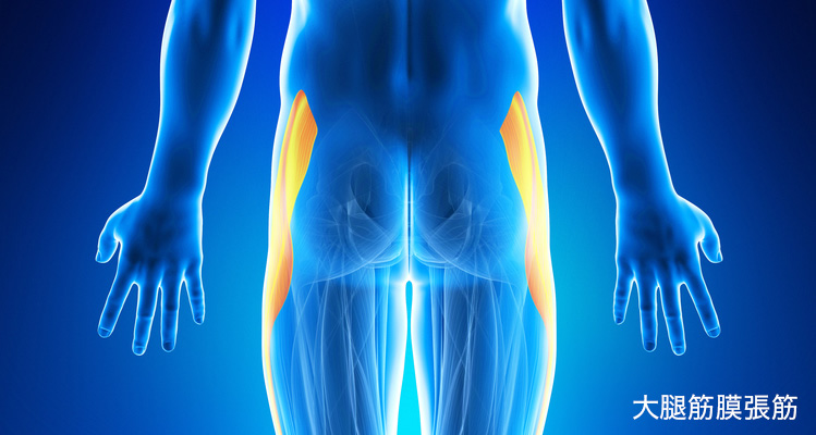 大腿筋膜張筋 イメージ