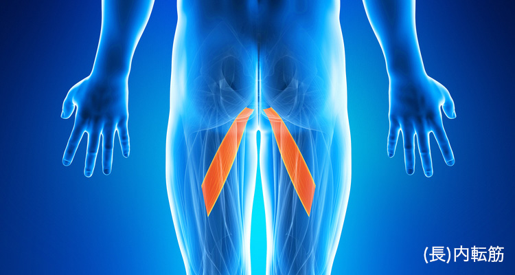 (長)内転筋 イメージ